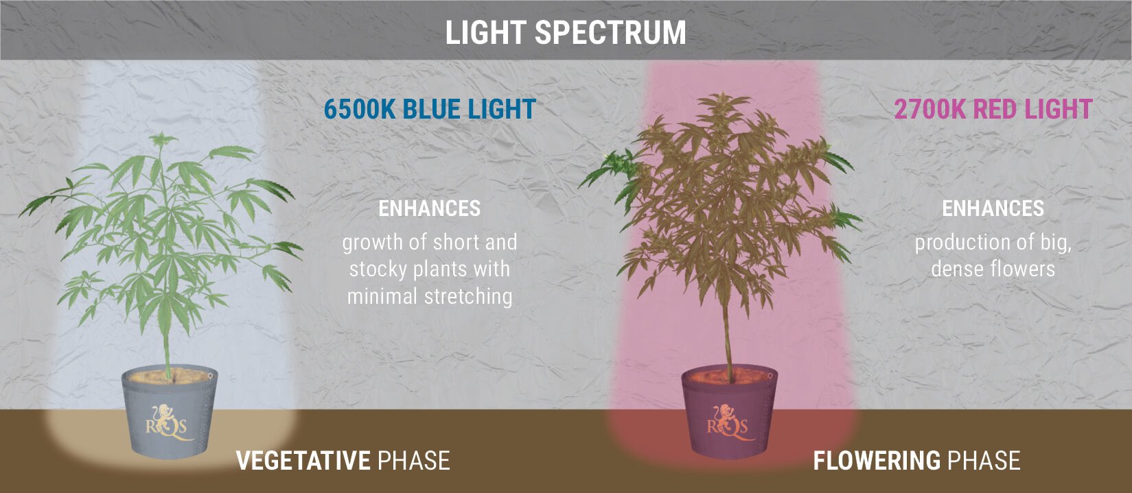 The Perfect Light Schedules For Autoflower Cannabis RQS Blog